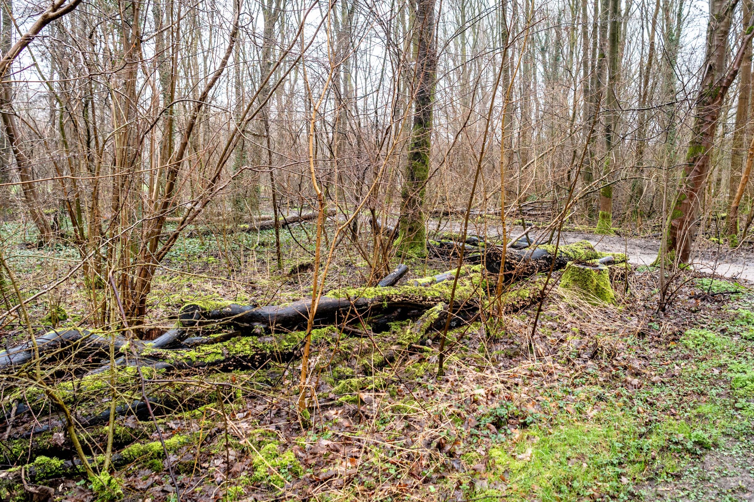 Hergebruik Van Hout Bij Werkzaamheden In Het Schollebos Duurzaam Capelle