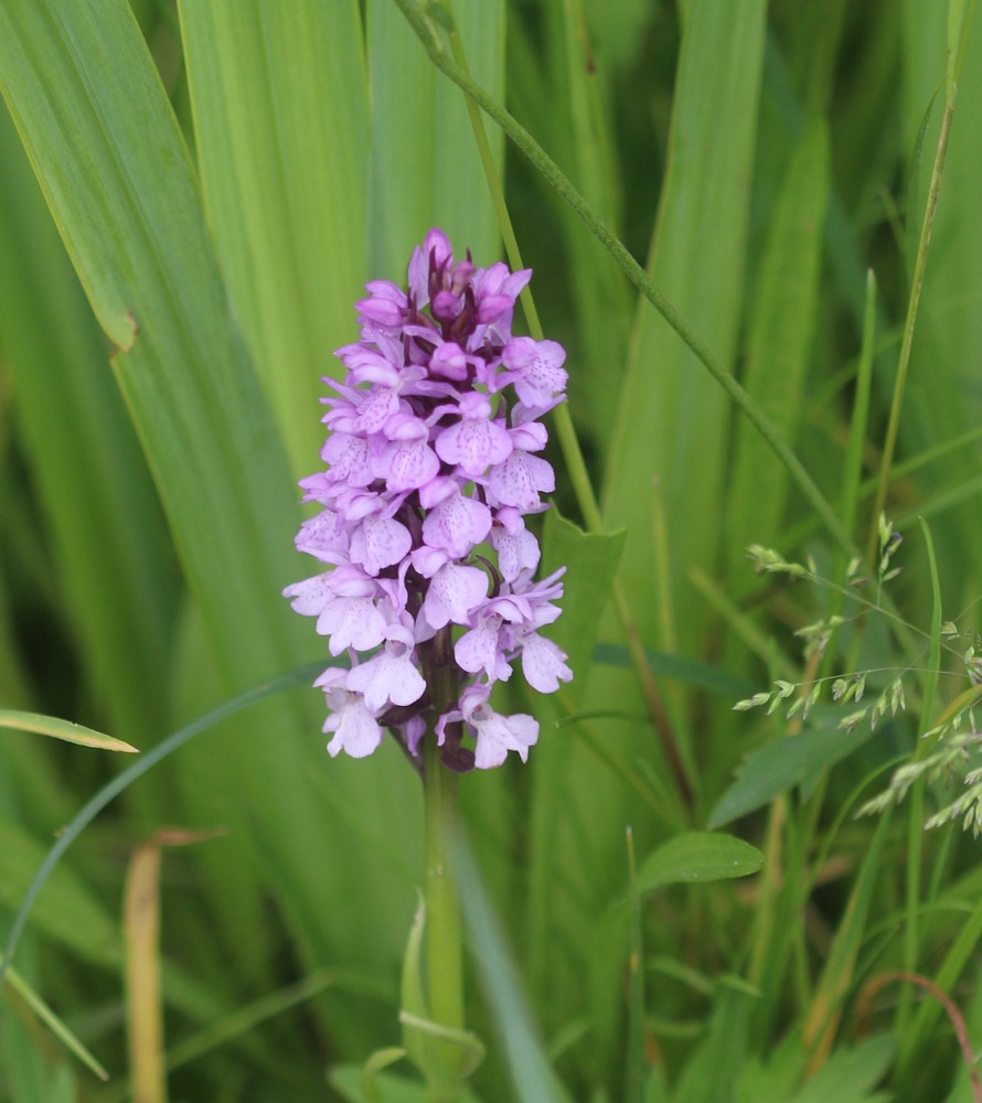 De wilde orchidee Rietorchis