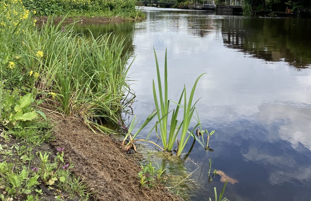 Natuurvriendelijke Oever Atolpad