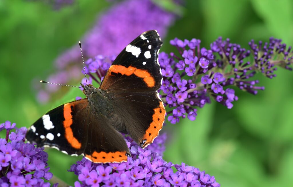 Vlinder op een paarse bloem