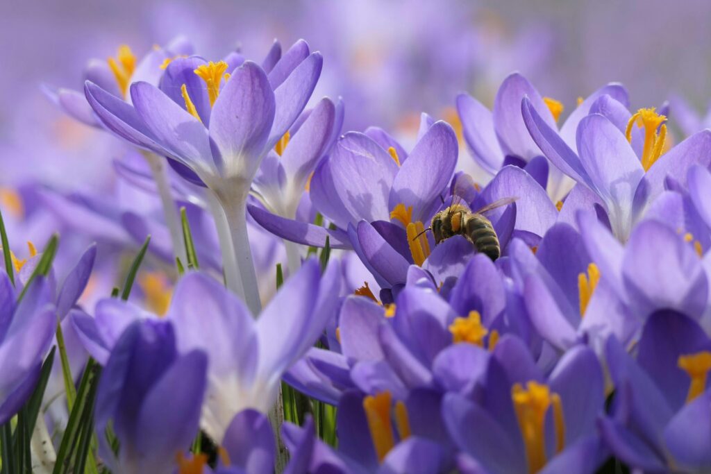 Krokussen, voorjaarsbloembollen goed voor insecten