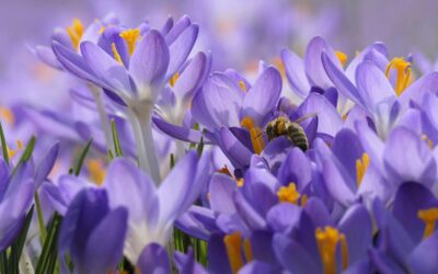 Krokussen, voorjaarsbloembollen goed voor insecten