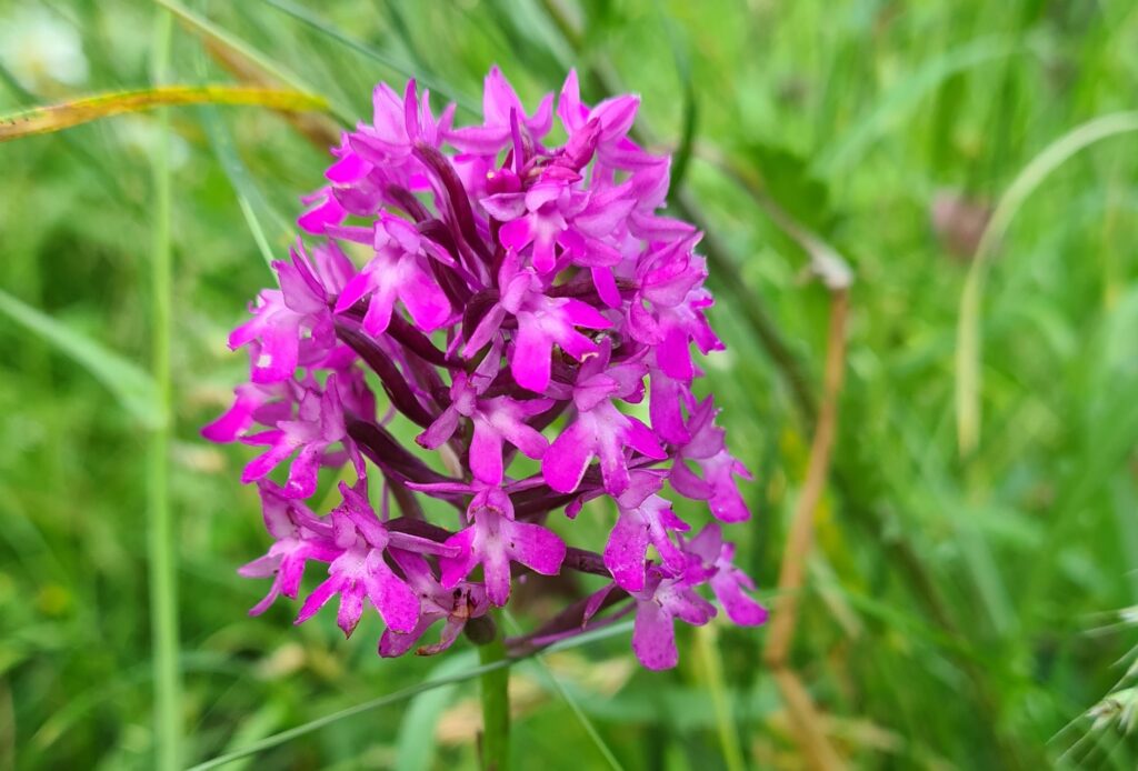 Zeldzame orchidee: hondskruid