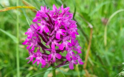 Zeldzame orchidee: hondskruid