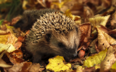 Egel in herfstbladeren