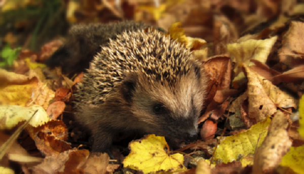 Egel in herfstbladeren