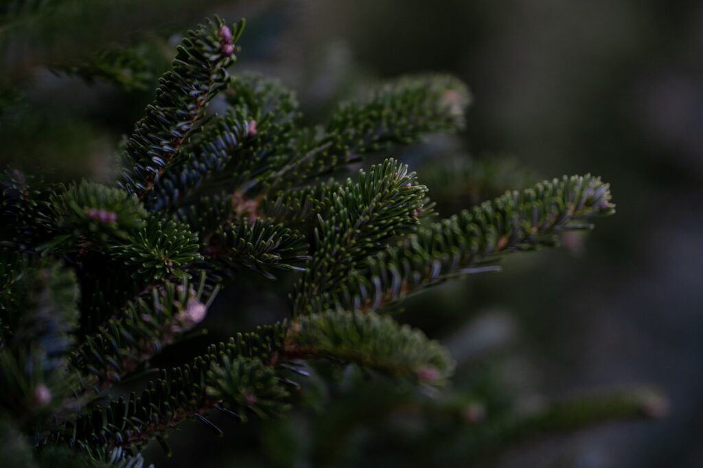 Takken van de kerstboom